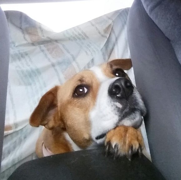 Meet your Posher, Galina - Picture 1 of 1